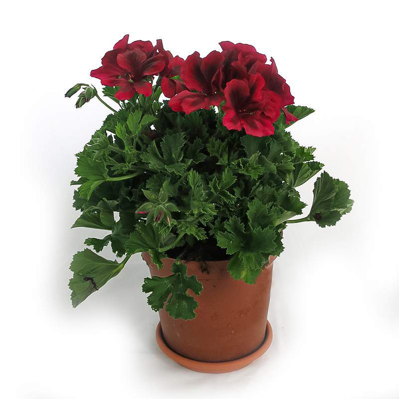 GERANIUM MACRANTA vase 15cm red