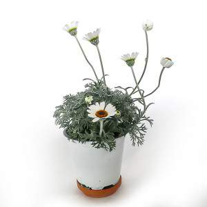 RHODANTHEMUM VASO 14cm