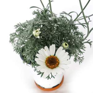 RHODANTHEMUM VASO 14cm