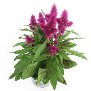 CELOSIA VASO 12 cm FUCSIA