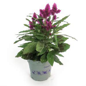 CELOSIA VASE 12 cm