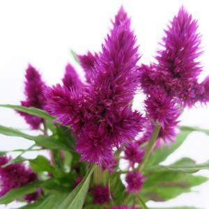 CELOSIA VASO 12 cm FUCSIA