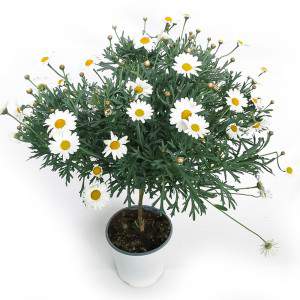 Daisy sapling