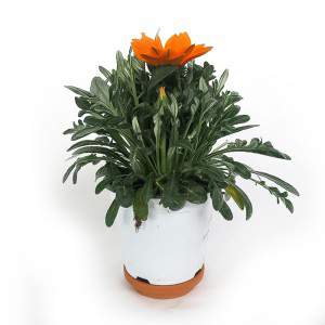 VASO GAZANIA 14cm LARANJA