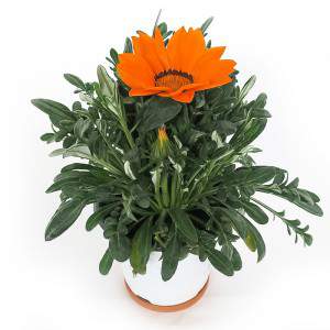 GAZANIA WAZON 14cm POMARAŃCZOWY