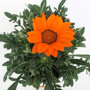 GAZANIA VASO 14cm