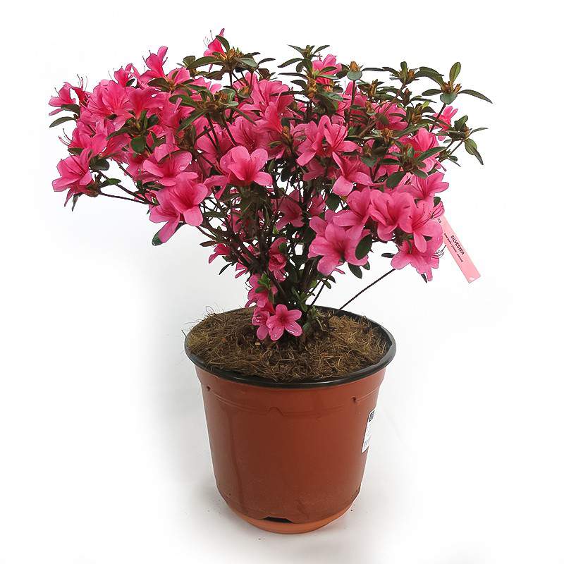 Azálea ou rododendro - Rosa delle Alpi branca, rosa, vermelha e roxa -  GardenStuff