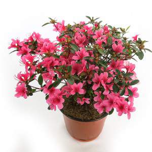 Azalea Japonica - Alpernas ros