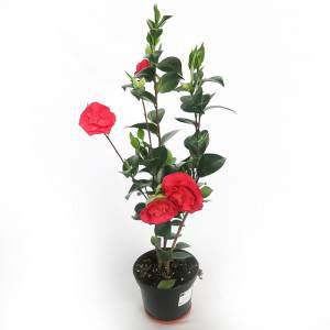 Camelia Japonica Rossa