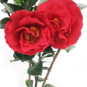 Camelia Japonica Rossa