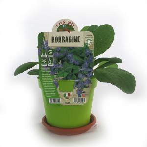 BORAGE VASE 14cm