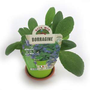 BORAGE VASE 14cm