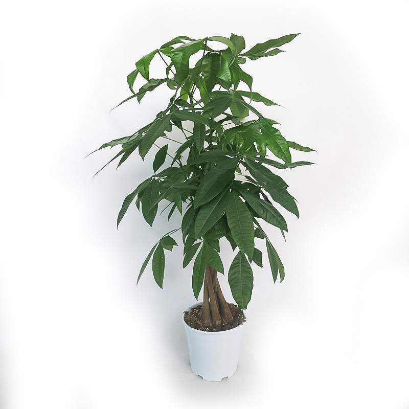 PACHIRA ACQUATICA VASO 21cm PACHIRA ACQUATICA VASO 21cm