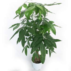 PACHIRA ACQUATICA VASO 21cm