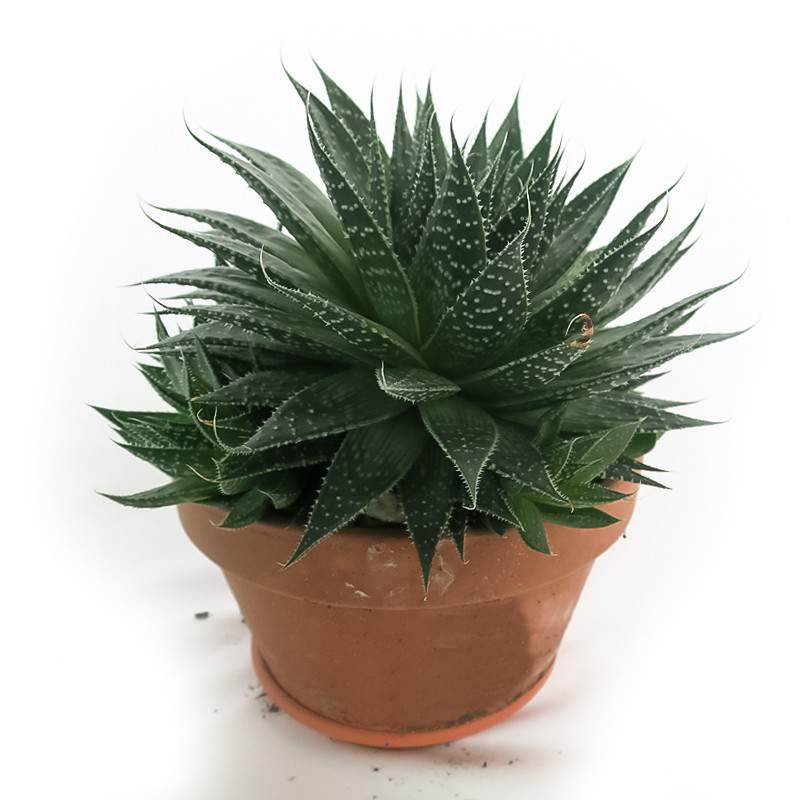 ALOE ARISTATA VASP 18cm