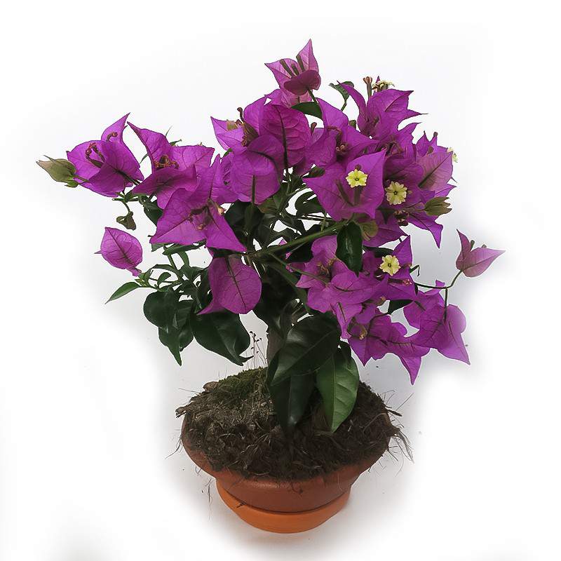 BOUGANVILLEA SANDERIANA BOWL 15cm