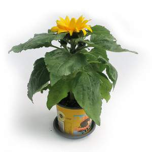 JARRON GIRASOL 13CM