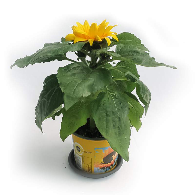 GIRASOLE VASO 13CM