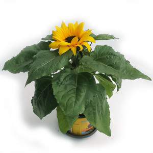 JARRON GIRASOL 13CM