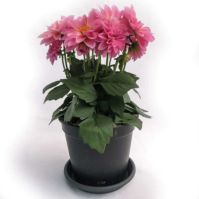 VASE DALIA 14cm ROSE