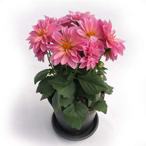 DALIA VAAS 14cm ROZE