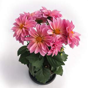 DALIA VAAS 14cm ROZE