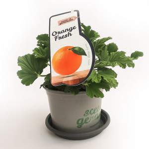 GERANIUM orang FRESH VASE 14 cm