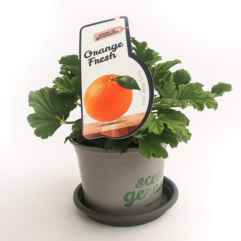 GERANIUM orang FRESH VASE 14 cm GERANIUM orang FRESH VASE 14 cm