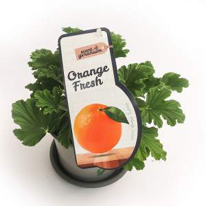 GERANIO LEMON FRESH VASO 14 cm
