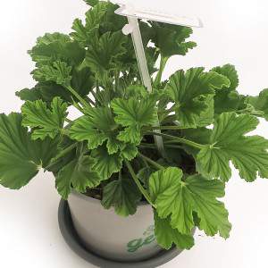 GERANIUM orang FRESH VASE 14 cm