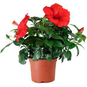 Red hibiscus plant vase 14cm