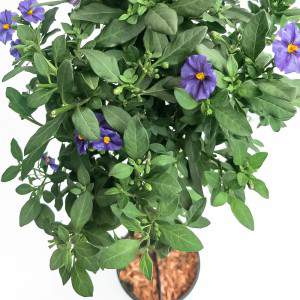 SOLANUM RANTONETTII VASE 19cm