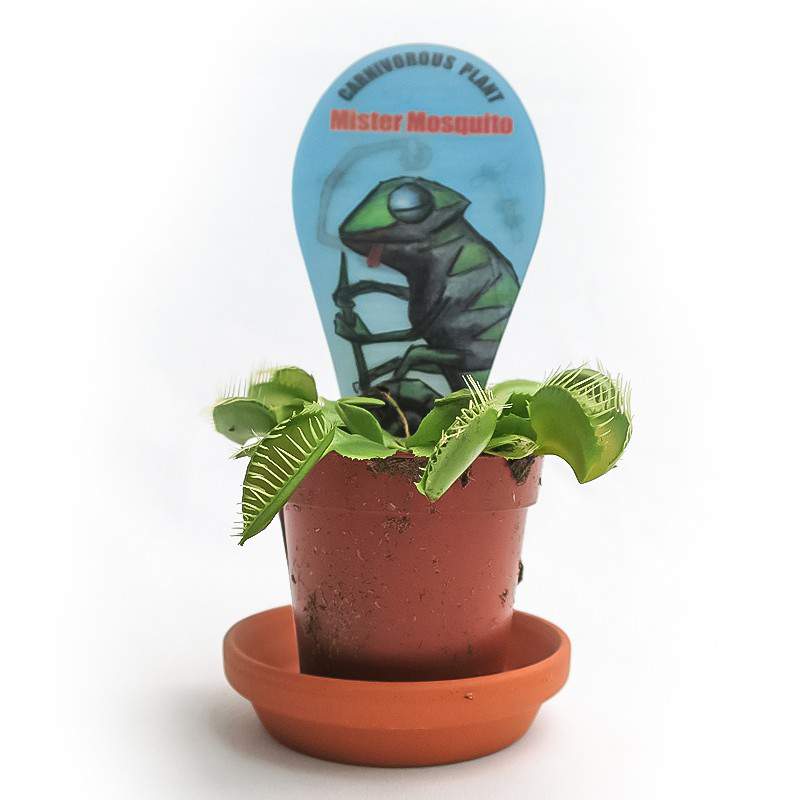 DIONAEA MUSCIPULA CARNIVOROUS PLANT vase 7cm