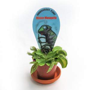 DIONAEA MUSCIPULA ROŚLINY MIĘSOŻERNE Wazon 7cm