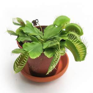 DIONAEA MUSCIPULA CARNIVOROUS PLANT vase 7cm