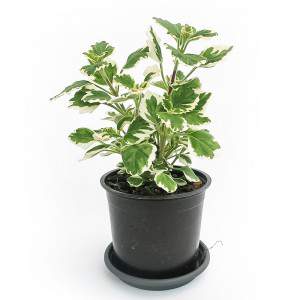 PLECTRANTHUS WIEROOKPLANT