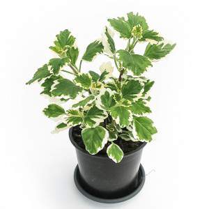 PLECTRANTHUS INCENSE PLANT