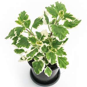 PLECTRANTHUS WIEROOKPLANT