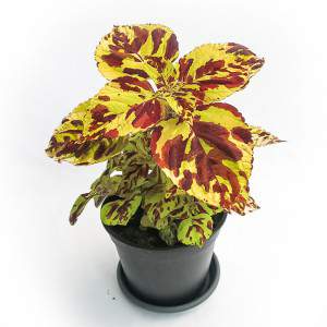 WAZON COLEUS 14cm