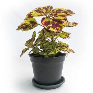 COLEUS VAAS 14cm