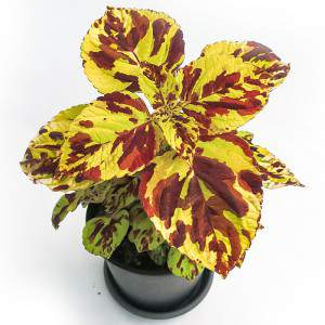 WAZON COLEUS 14cm