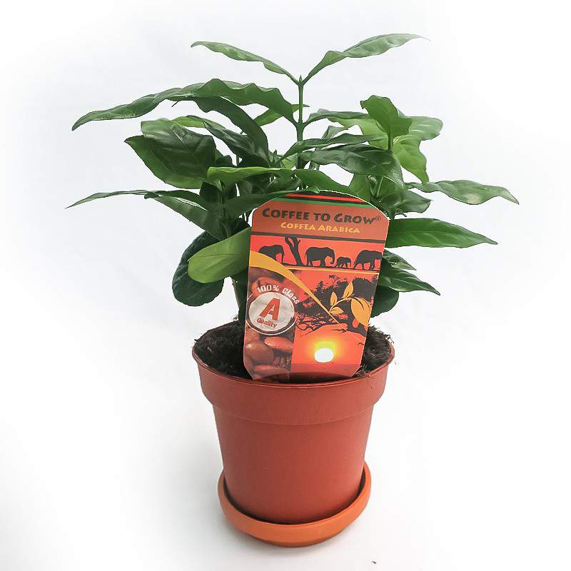 KOFFIEPLANT COFFEA ARABICA VAAS 12CM