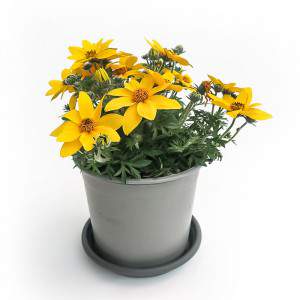 BIDENS VAAS 14