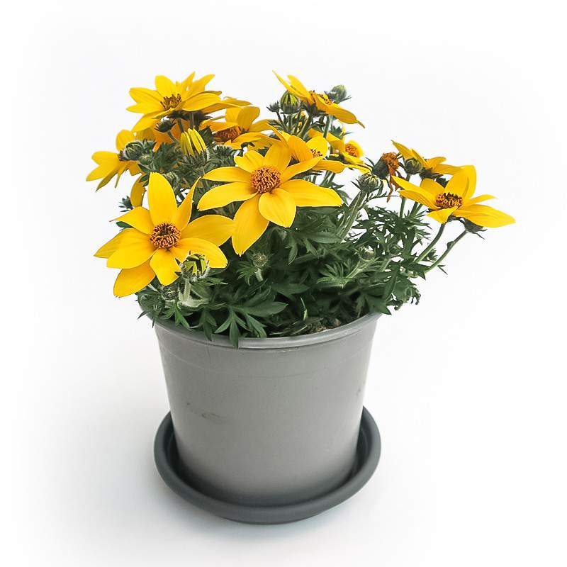 BIDENS VASO 14