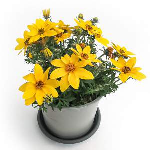 BIDENS VASO 14