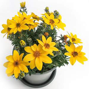 BIDENS VASO 14