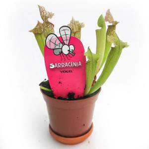 SARRACENIA PIANTA CARNIVORA VASO 9cm