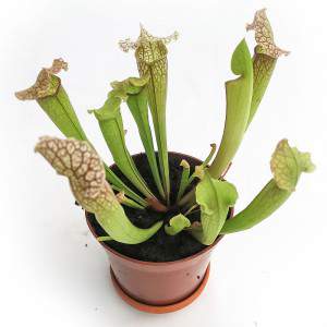 VASE PLANTES CARNIVORES SARRACENIA 9cm