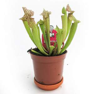 SARRACENIA VLEESE PLANTENVAAS 9cm