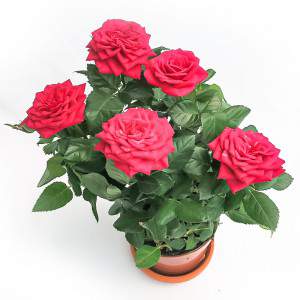 Rosa Amorosa vaso vermelho 10cm